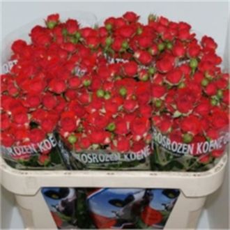 роза кустовая Ligthtning