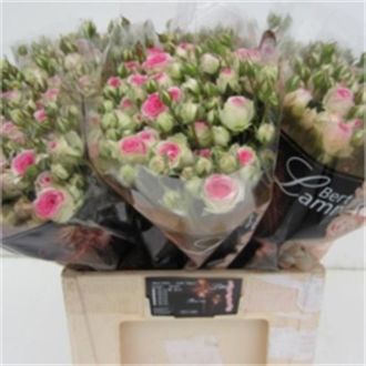 роза кустовая Mimi Eden