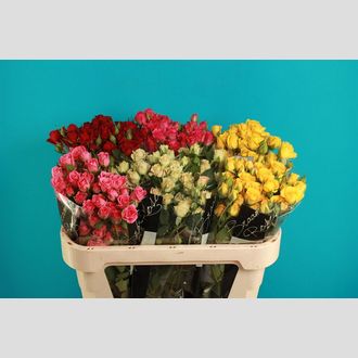 роза кустовая MIX In Bucket