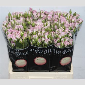 роза кустовая Ocean Mikado