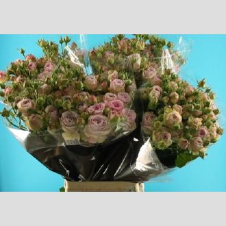 роза кустовая Silver Lace