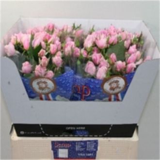 роза кустовая Smiley Sensation