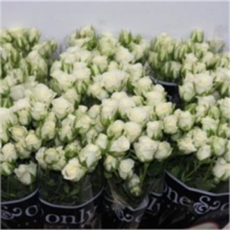 роза кустовая Snowflake