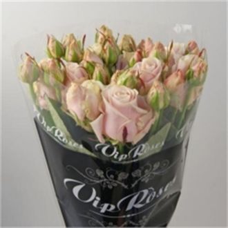 роза кустовая Sweet Avalanche+