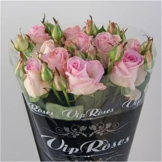 роза кустовая Avalanche Peach