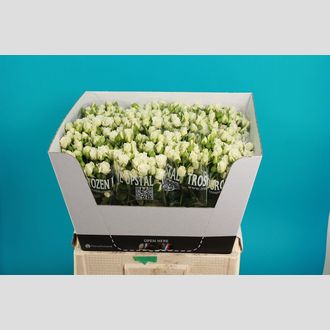 роза кустовая White Lady