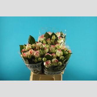 роза кустовая Biedermeier