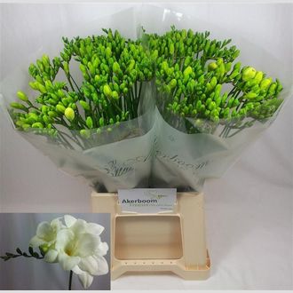 фрезия Ambassador