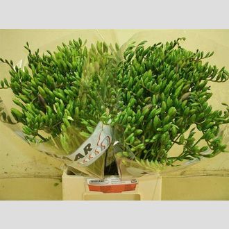 фрезия лиловая