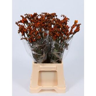 фрезия Dyed Orange