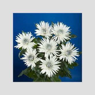 хризантема одноголовая Anastasia Bulls Eye Silver