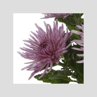 хризантема одноголовая Anastasia Liliac