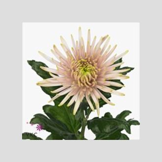 хризантема одноголовая Anastasia Star Pink