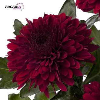 хризантема одноголовая Barca Red