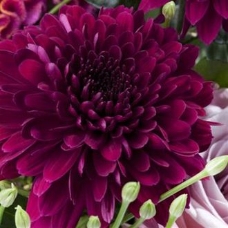 хризантема одноголовая Barca