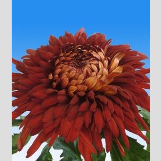 хризантема одноголовая John Riey