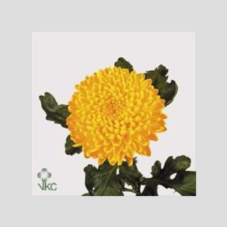 хризантема одноголовая Migoli