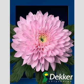 хризантема одноголовая Petrushka