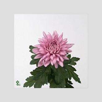 хризантема одноголовая Rosomee Dark