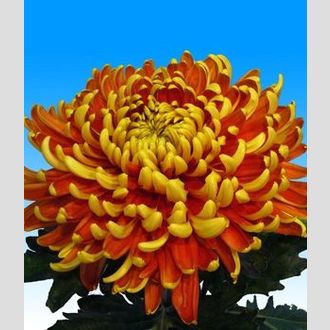 хризантема одноголовая tom Pearce