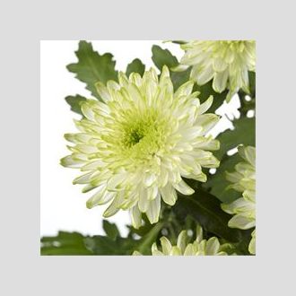 хризантема одноголовая Zembla Lime