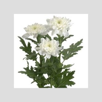 хризантема одноголовая Zembla