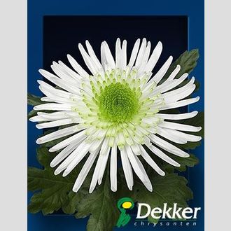 хризантема одноголовая Zivena