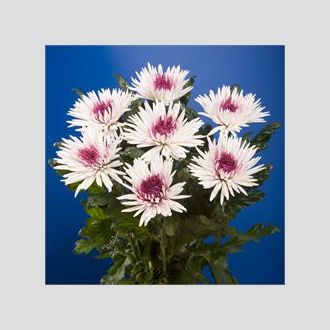 хризантема одноголовая Anastasia Bulls Eye Purple