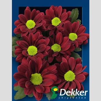 сантини Adora