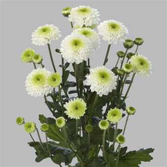 сантини Ferry Lime