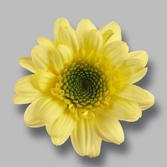 сантини Java Cream