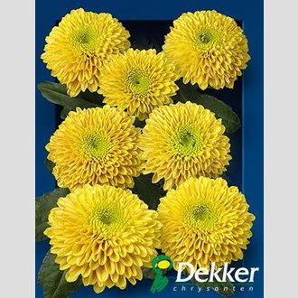 сантини Jeanny