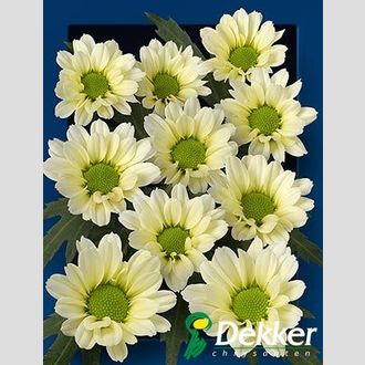 сантини Madiba Lindi Cream