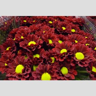 сантини Marek