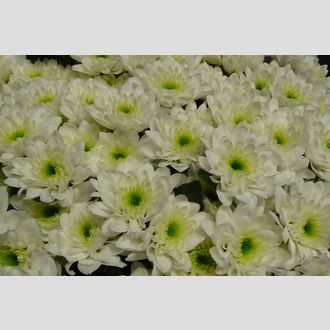 сантини Peroni