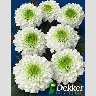 сантини Solange