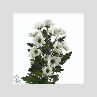 сантини белый