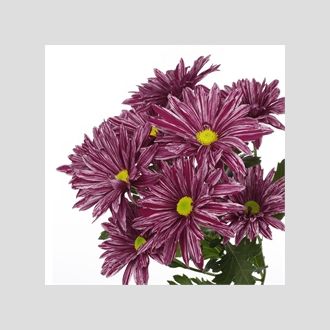 Хризантема Stellini