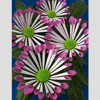 Хризантема Tanets