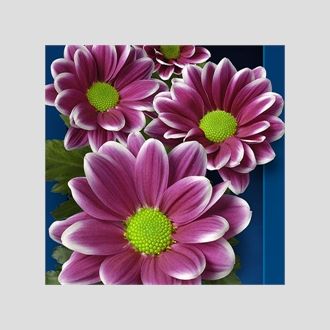 Хризантема Timman Dark