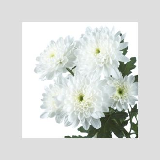 Хризантема Zembla