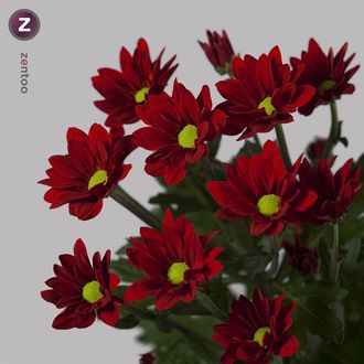 Хризантема Bontempi