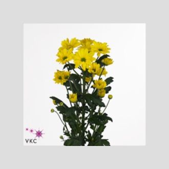 Хризантема Celebrate