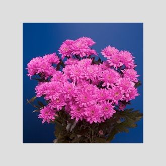 Хризантема Euro Dyed Cerise