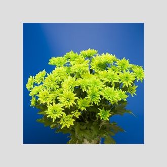 Хризантема Euro Dyed Green