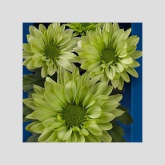 Хризантема Greenlizard