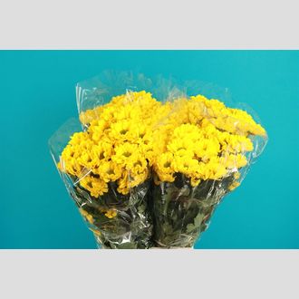 Хризантема Jolina