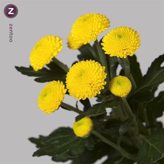 Хризантема Limoncello