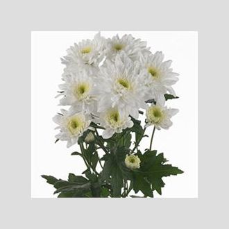 Хризантема Arctic Queen