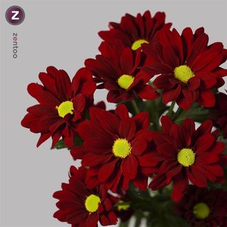 Хризантема Merlot